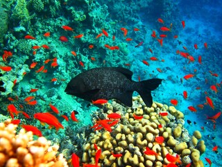 Black fish and school of red fish, tropical vivid reef. Corals and fish, marine life in the ocean....