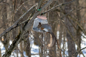 Wild Eurasian red squirrel (Sciurus vulgaris) in grey winter coat sits by bird feeder made from...