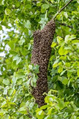 Schwärmendes Bienenvolk im Buchenhain