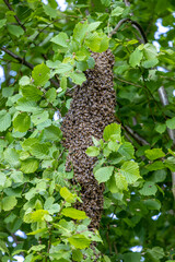 Schwärmendes Bienenvolk im Buchenhain