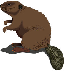 Beaver