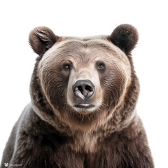 a portrait of a bear