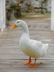 a cute duck on the farm