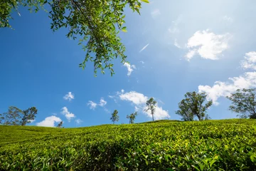 Fotobehang Tea plantation © Galyna Andrushko