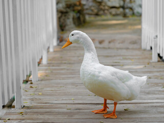 a cute duck on the farm