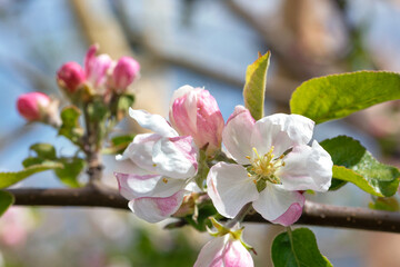 Delicate petals of a blossoming apple tree against the backdrop of garden greenery. Close-up.