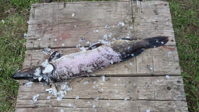 Remove fish scale before gutting and cutting pike steak.