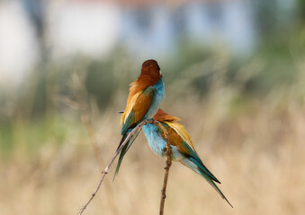 Abejarucos en sus posaderos naturales