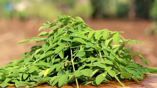 rotating pile of fresh moringa leaves, a superfood