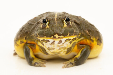African Bull Frog ( Pyxicephalus adsperus edulis)  Pixie Frog isolated on white background