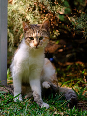 portrait of a cute cat