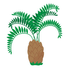 Tropical date palm tree Flat vector illustration clipart isolated on white background
