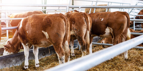 Rear view young cattle mature in livestock farm.