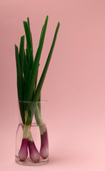 Bouquet of spring in a vase made with fresh, green, spikey scallions