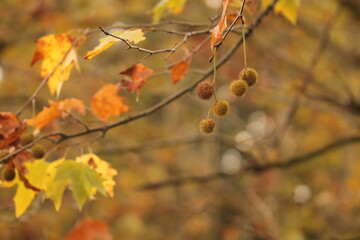 albero di platano in autunno