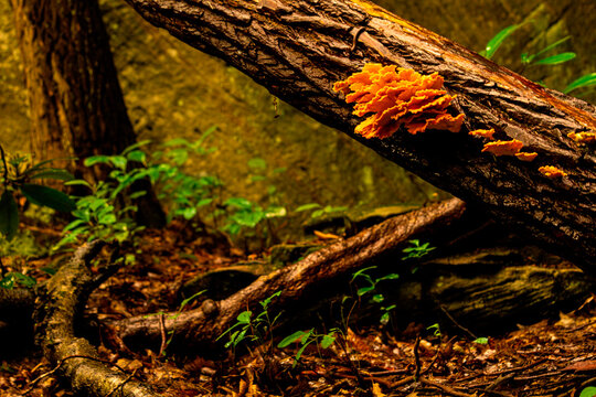 Chicken of the woods mushrooms on a stray tree log in the forest.