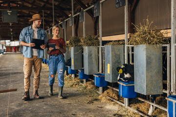 Farmers walk in the stall and check on young livestock.