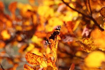 una farfalla vanessa atalanta in un albero di scotano in autunno