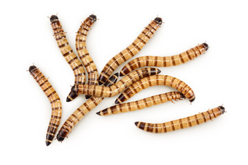 Worms larvae zophobas isolated on white background. Food for exotic animals. Top view. Flat lay