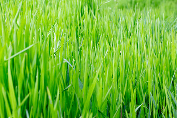 Fototapeta na wymiar The texture of green grass.