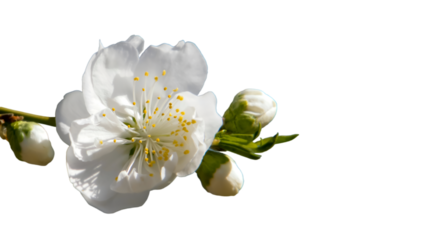 A white peach blossoms hang on the branch isolated on transparent background. 
