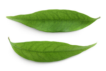 Green lychee leaf isolated on a white background. Top view. Flat lay