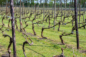 Dutch winery and vineyard in North Brabant, Netherlands, rows on growing grape plants
