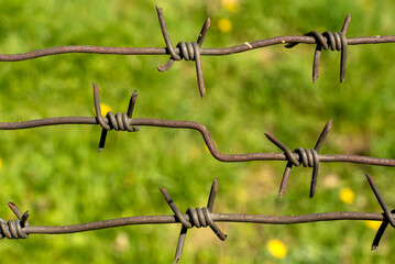 Fototapeta na wymiar Rusty barbed wire close-up. Law. Crime. Jail