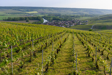 Obraz premium Panoramic view on green premier cru champagne vineyards in village Cumieres near Epernay, Champange, France