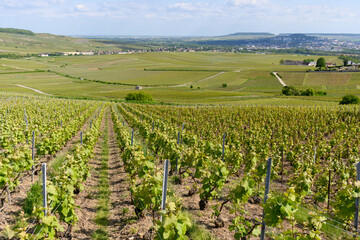 Fototapeta na wymiar Panoramic view on green premier cru champagne vineyards in village Hautvillers near Epernay, Champange, France