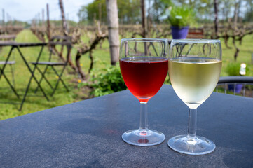 Tasting of white and rose wine on Dutch winery and vineyard in North Brabant, Netherlands, rows on growing grape plants