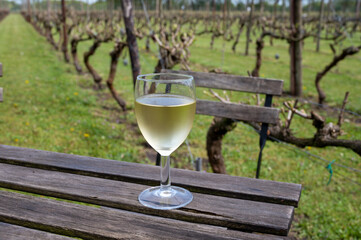 Tasting of white wine on Dutch winery and vineyard in North Brabant, Netherlands, rows on growing grape plants