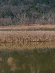 beautiful lake and forest in autumn