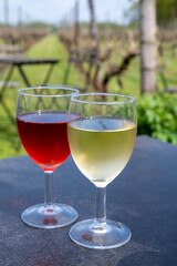 Tasting of white and rose wine on Dutch winery and vineyard in North Brabant, Netherlands, rows on growing grape plants