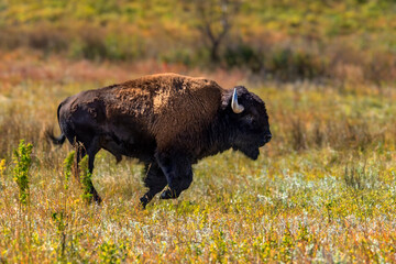 Bull Bison on the run © @WillFields.com