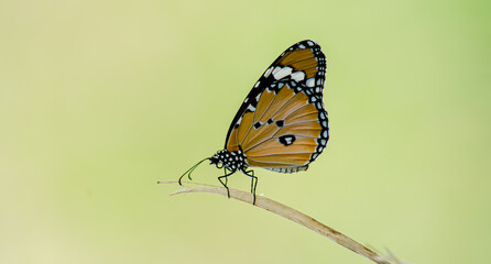 butterfly on a flower