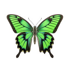 Green-banded swallowtail butterfly -  Papilio palinurus 1. Transparent PNG. Generative AI