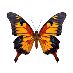 California dogface butterfly -  Zerene eurydice 1. Transparent PNG. Generative AI