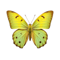 Clouded sulphur butterfly -  Colias philodice 1. Transparent PNG. Generative AI