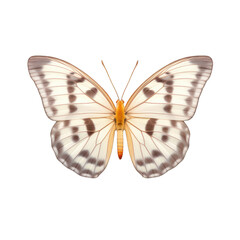 Checkered white butterfly -  Pontia 1. Transparent PNG. Generative AI