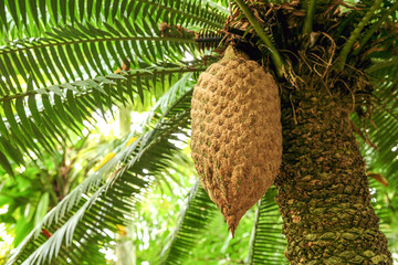 The Dioon spinulosum tree with a large hanging fruit. 