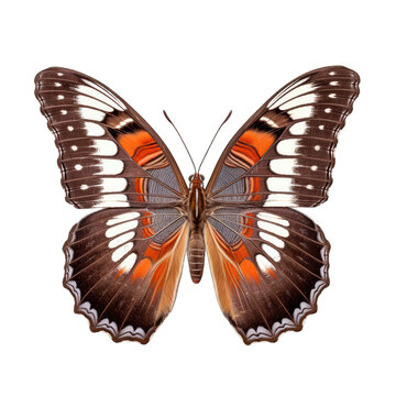 California sister butterfly -  Adelpha bredowii. Transparent PNG. Generative AI