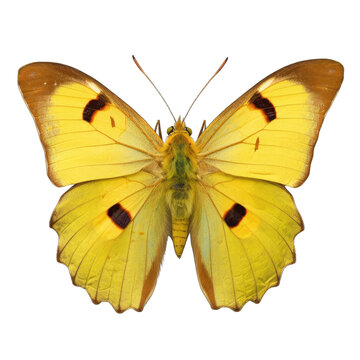 Clouded yellow butterfly -  Colias crocea 1. Transparent PNG. Generative AI