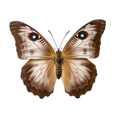 Large wall brown butterfly -  Lasiommata maera 1. Transparent PNG. Generative AI