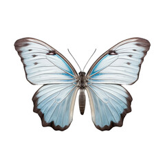 Pale blue nawab butterfly -  Polyura schreiber 1. Transparent PNG. Generative AI