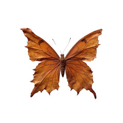 Obraz premium Orange oakleaf butterfly - Kallima inachus 1. Transparent PNG. Generative AI