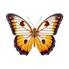 Obraz premium Painted jezebel butterfly - Delias hyparete 1. Transparent PNG. Generative AI