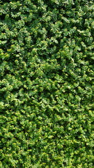 Obraz premium Green leaf background, Green grass wall texture for background design and eco and die-cut wall for artwork.