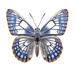 Silver-studded blue butterfly -  Plebejus argus 1. Transparent PNG. Generative AI