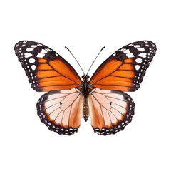 Plain tiger butterfly -  Danaus chrysippus 1. Transparent PNG. Generative AI